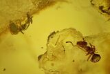 Two Detailed Fossil Ants (Formicidae) In Baltic Amber #128325-2